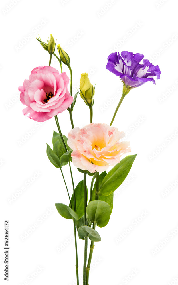 eustoma flower eustoma flower