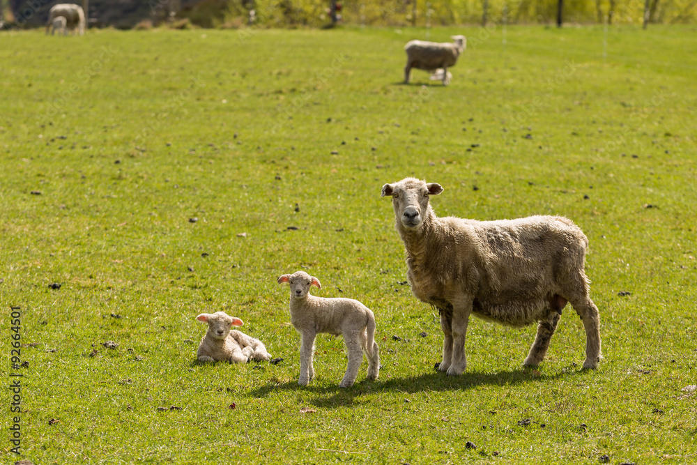 Fototapeta premium flock of sheep