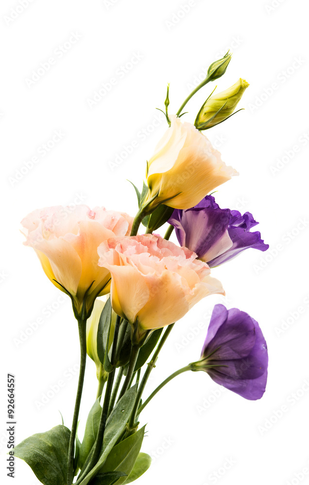 eustoma flower eustoma flower