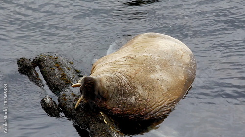  Walrus demonstrates this feature tripped Tusk over stone during rest
 photo