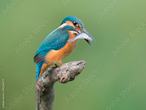 Common Kingfisher Catched The Fish