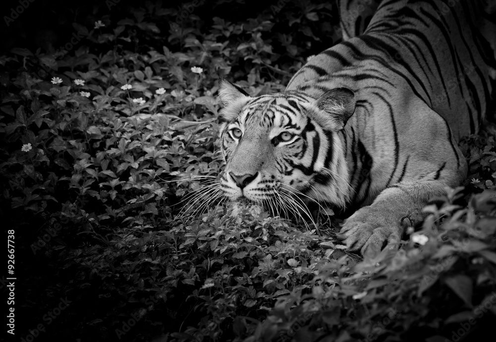 Obraz premium Czarno-biały tygrys patrząc na swoją zdobycz i gotowy ją złapać.