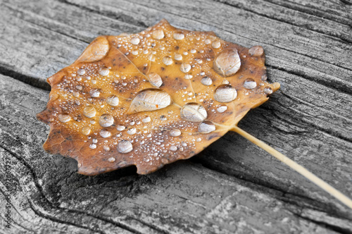 Golden aspen tree leaf with raindrops on wooden park bench.