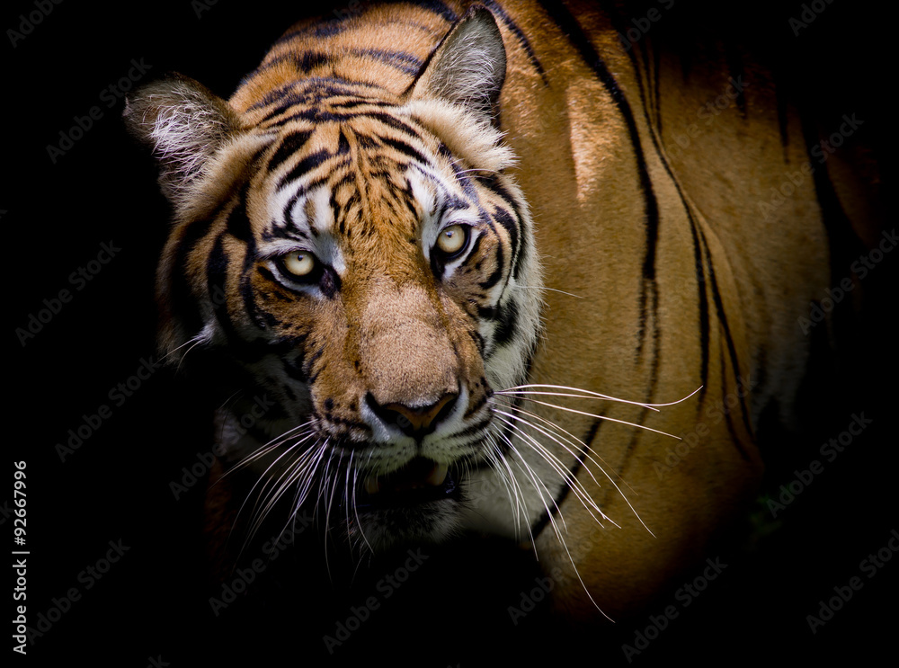 Fototapeta premium Tygrys patrzy na swoją ofiarę i jest gotowy ją złapać.