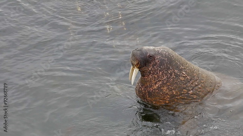 Atlantic walrus emerged from the Barents sea to  stone.
 photo