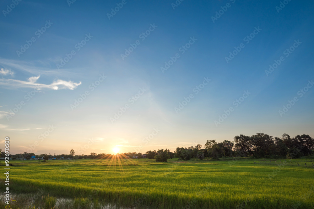 Fototapeta premium Beautiful and breathtaking landscape's paddy field with sunset