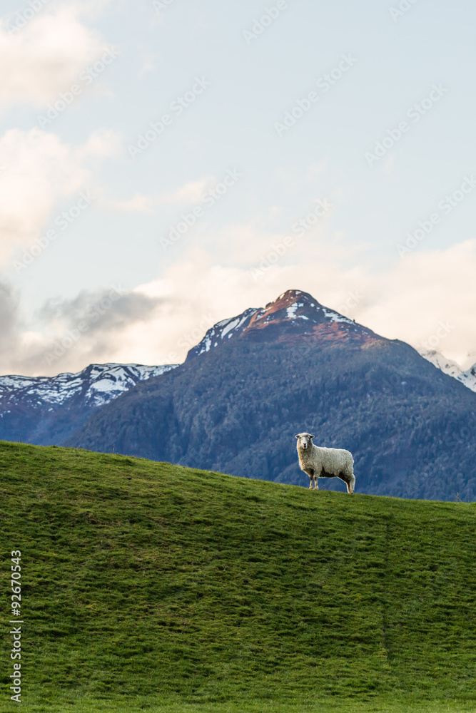 Obraz premium sheep on a green meadow