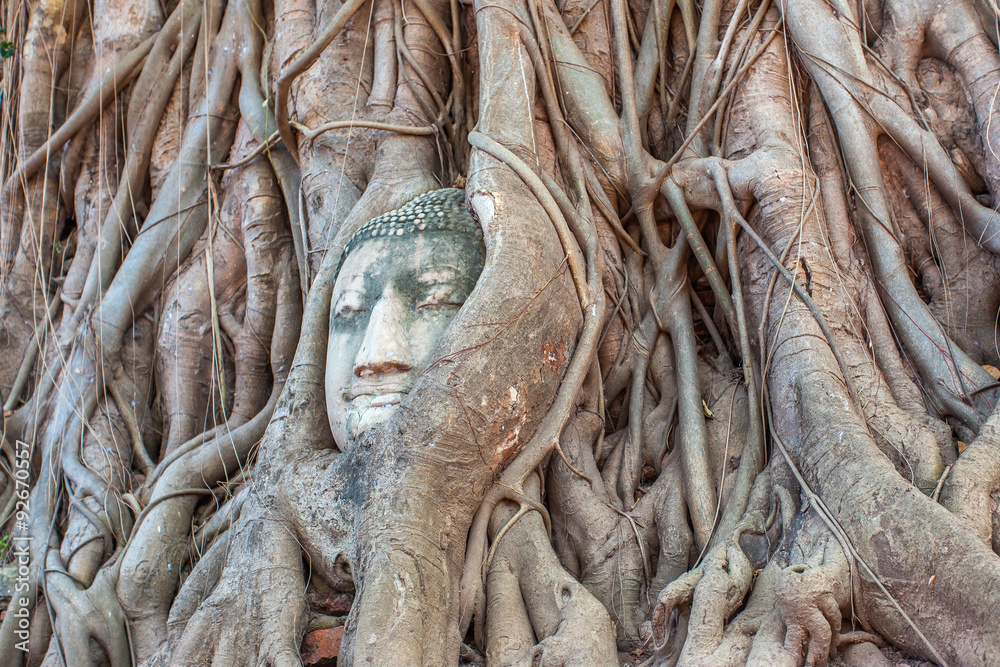 tête de bouddha, racines de banian, wat phra mahathat, Thaïlande