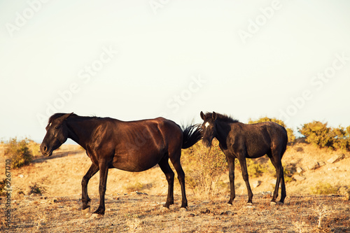 Brown Horse and Her Foal