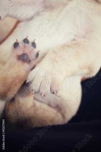 Feet of labrador puppy sleeping © Successo images