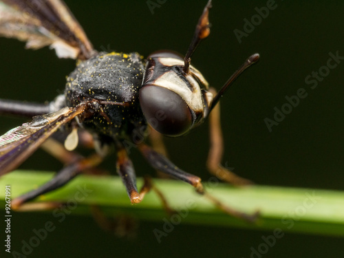 Black Wasp with Broken Wing on Green Plant © stevenwellingson