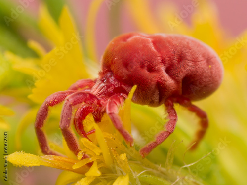 Red Velvet Mite on Yellow Flower