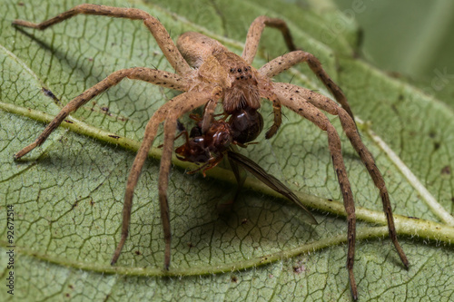 Brown wolf spider eats red ant with wings on green leaf