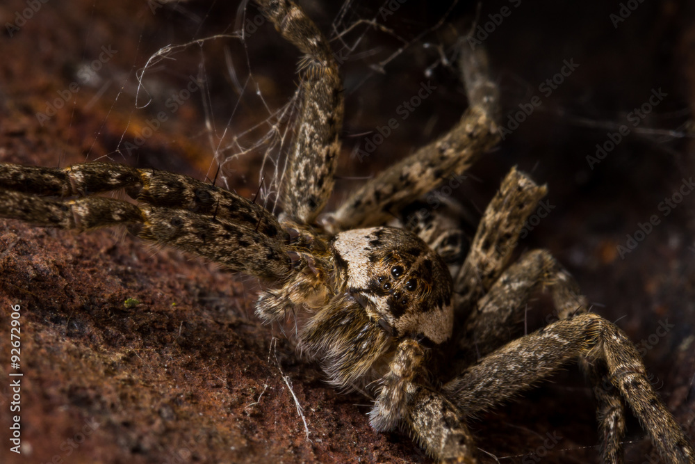 Wolf spider with web hangs out in rusty area Wolf spider with web hangs out in rusty area