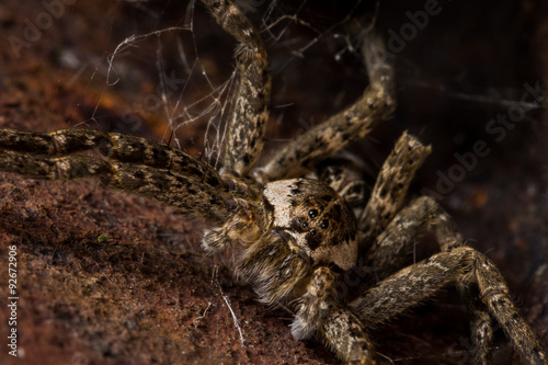 Wolf spider with web hangs out in rusty area