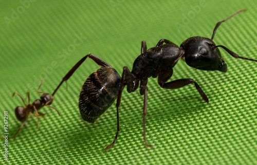 Small red at holds on to large black ant © stevenwellingson