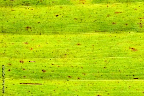 closeup the old banana leaf background