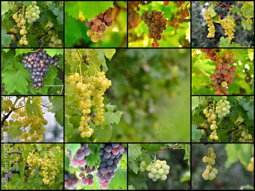 Collage of a various grapes. food concept