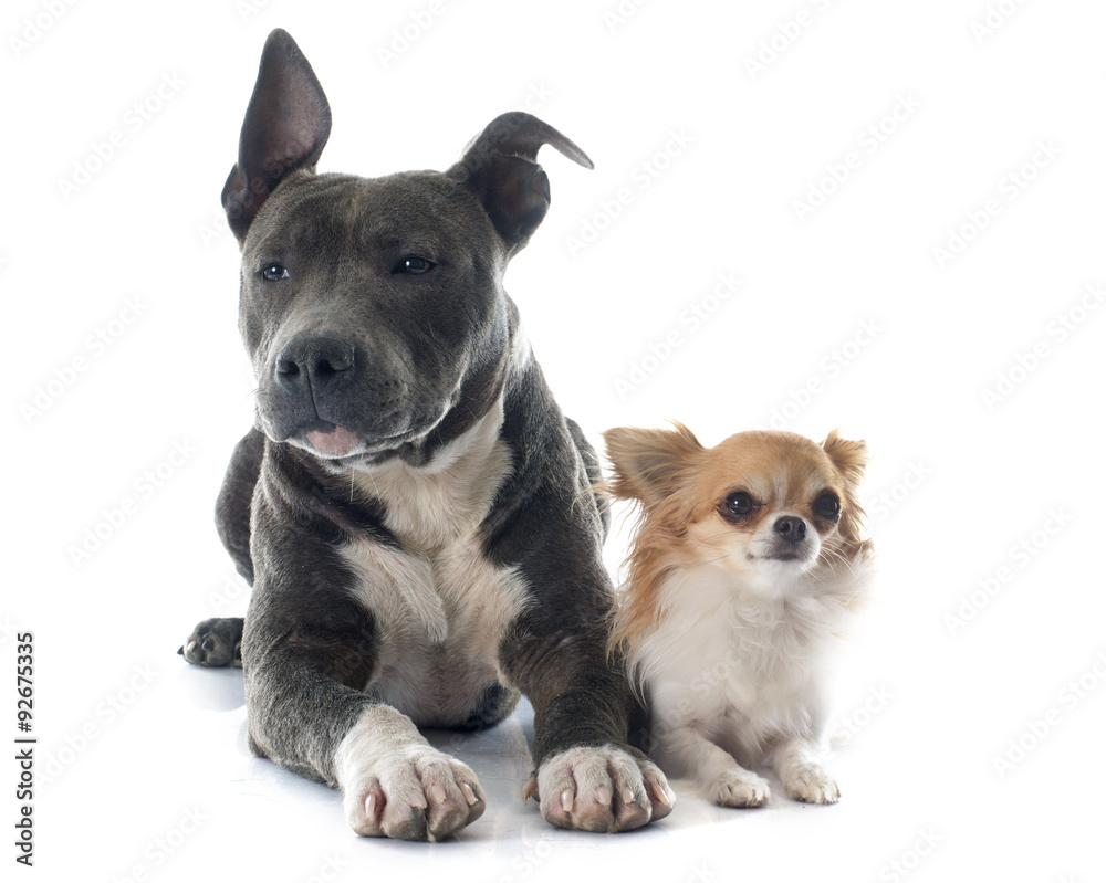 puppy american staffordshire terrier and chihuahua