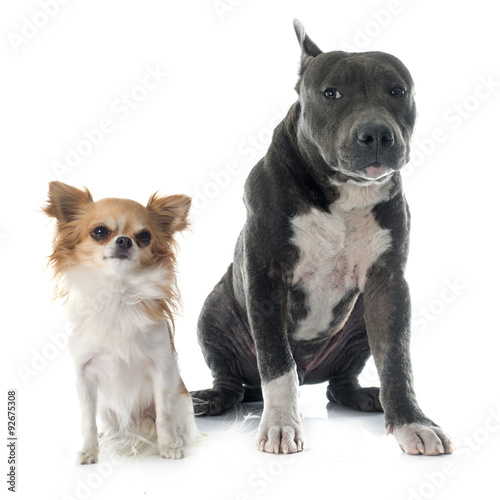 puppy american staffordshire terrier and chihuahua