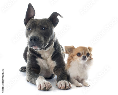 puppy american staffordshire terrier and chihuahua © cynoclub