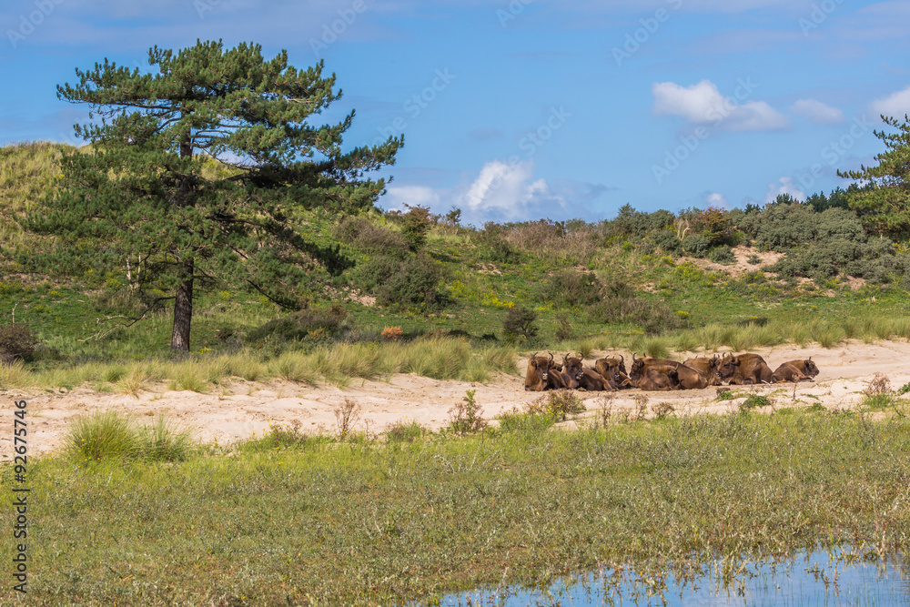 Dutch dunescape with Lowland bisons Dutch dunescape with Lowland bisons