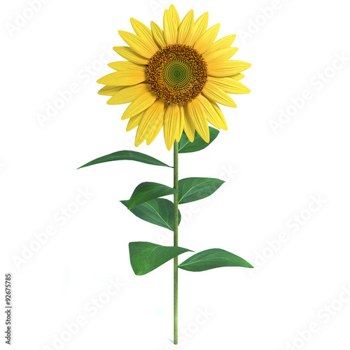 3d illustration of a sunflower