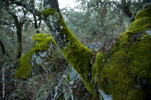 musgos 03 / Piedra y tronco lleno de musgo verde salvaje, y piedra y maleza llenas de musgo en ultimo plano.