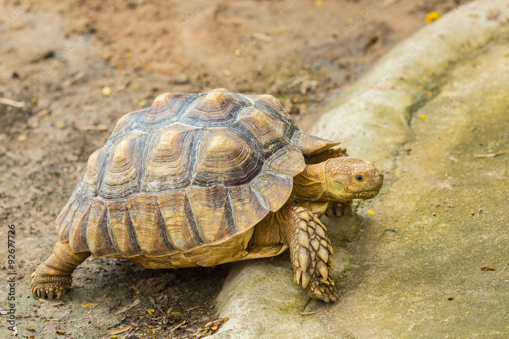 Obraz premium Tortoise