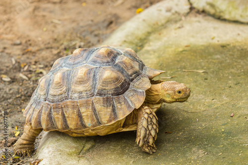 Tortoise © Phongsak