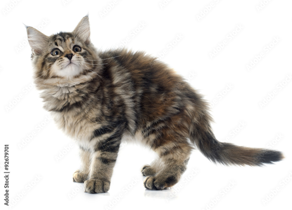 Fototapeta premium maine coon kitten
