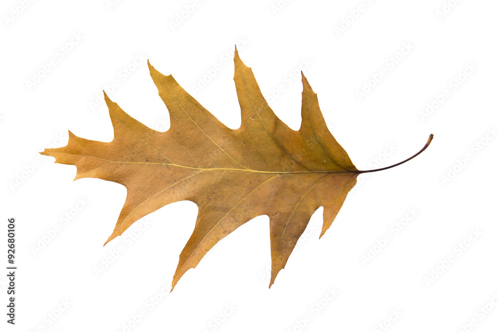 Obraz premium autumn yellow leaves dry
