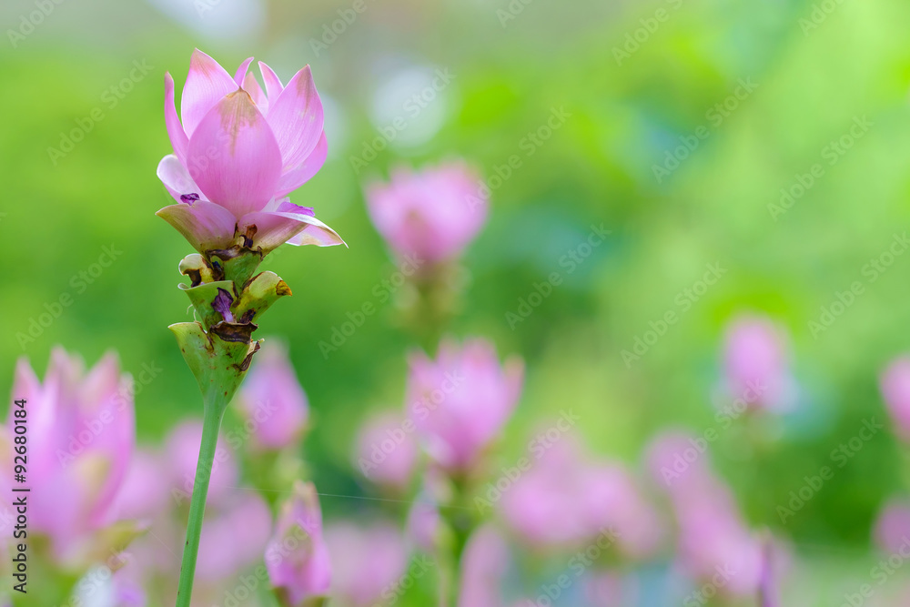 Pink curcuma alismatifolia or siam tulip Pink curcuma alismatifolia or siam tulip