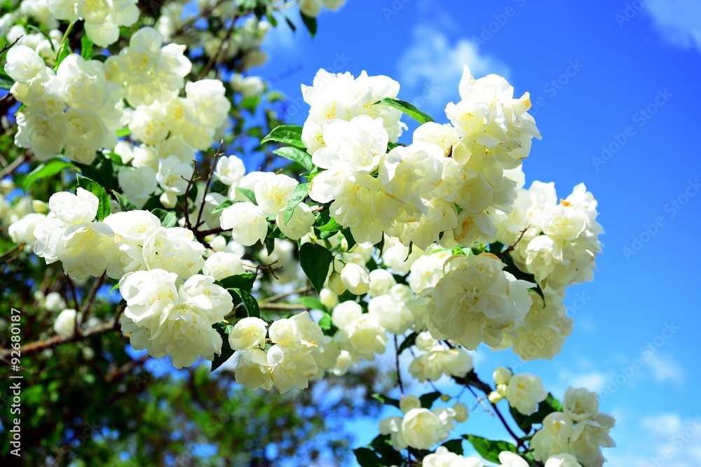 Philadelphus coronarius jasmine bush blossom on summer