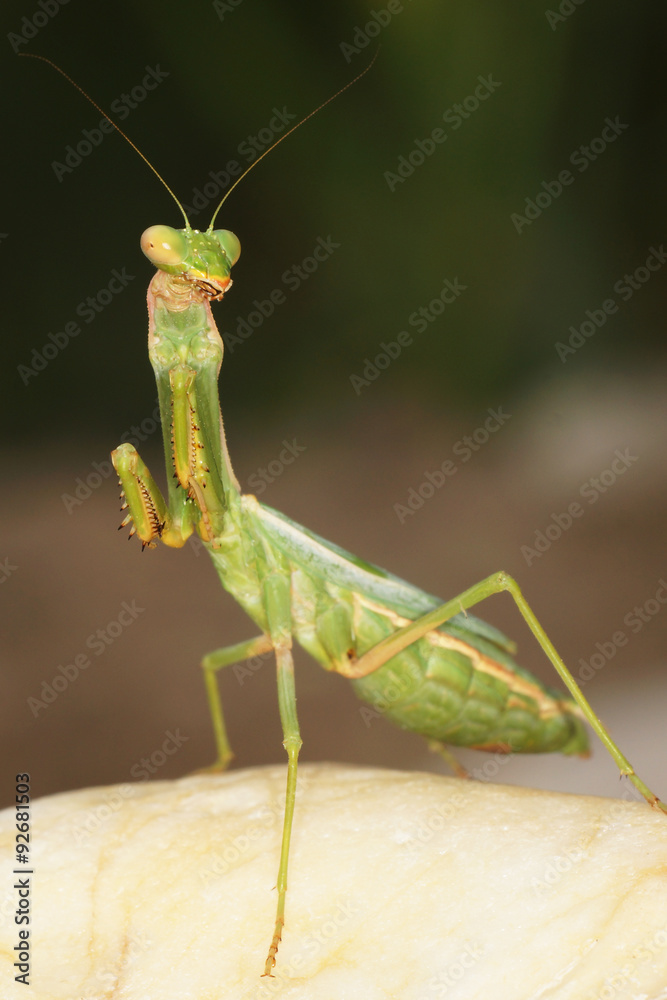 European Mantis, Mantis religiosa European Mantis, Mantis religiosa