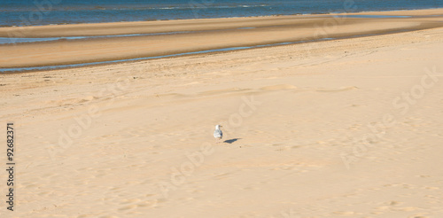 Gull standing on a beach along a sea 