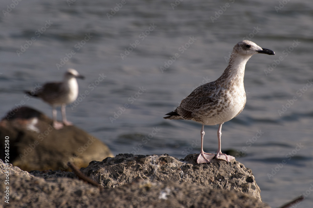 Seagull Seagull