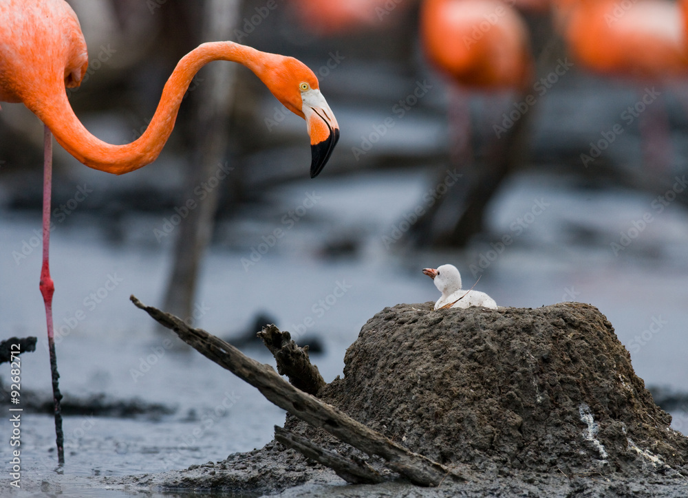 Fototapeta premium Caribbean flamingo on a nest with chicks. Cuba. An excellent illustration.