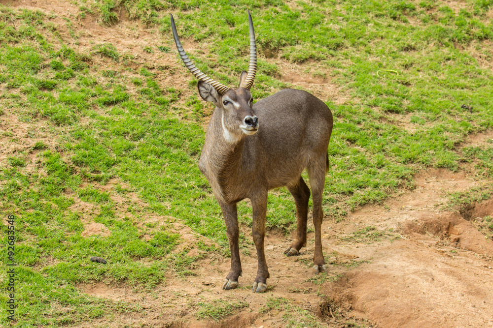 Obraz premium Common Waterbuck Kobus ellipsiprymnus