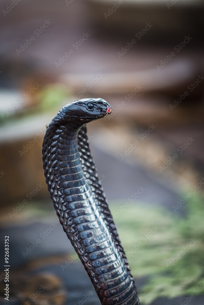 Fototapeta premium cobra close up