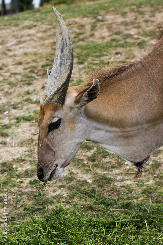 Eland Eland