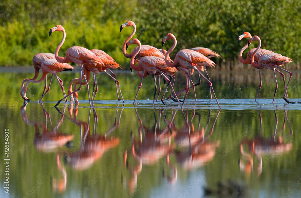 Fototapeta premium Caribbean flamingo standing in water with reflection. Cuba. An excellent illustration.