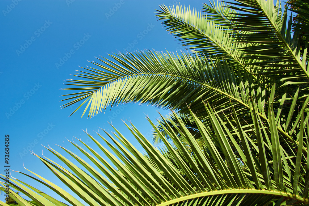 Fototapeta premium Palm leaves on blue sky background