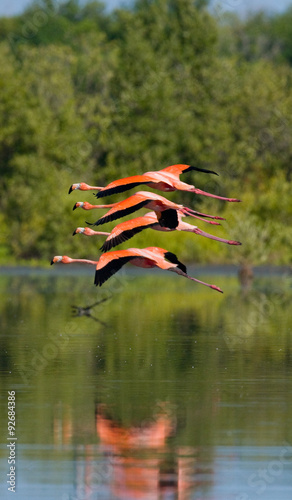 Two Caribbean flamingos flying over water with reflection. Cuba. An excellent illustration.