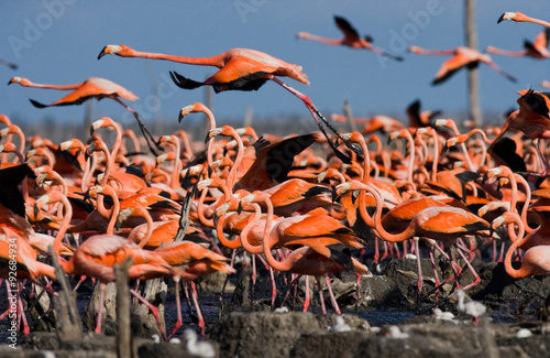 Photography The largest colony of the Caribbean flamingo