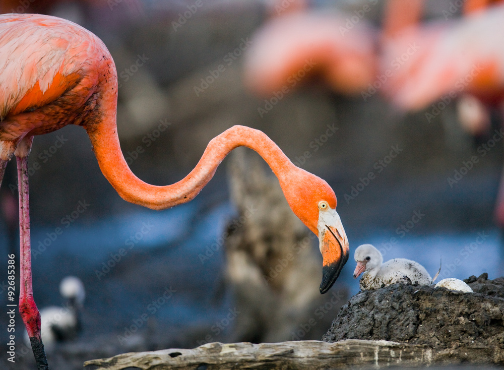 Fototapeta premium Caribbean flamingo on a nest with chicks. Cuba. An excellent illustration.