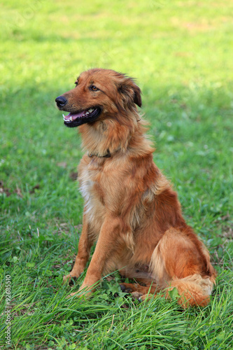 perro pastor país vasco 2995-f15