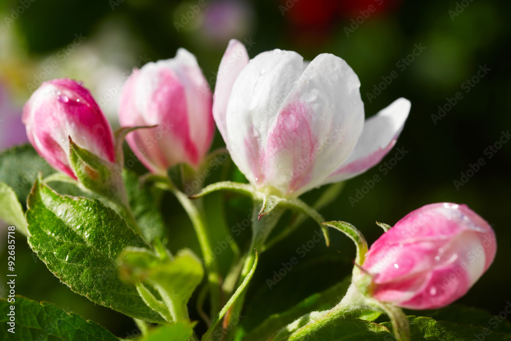 Blooming apple tree in spring time