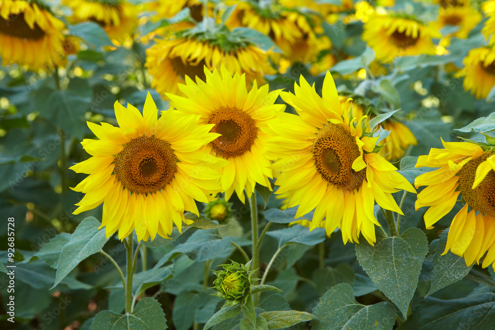 Fototapeta premium Yellow flowers of sunflower