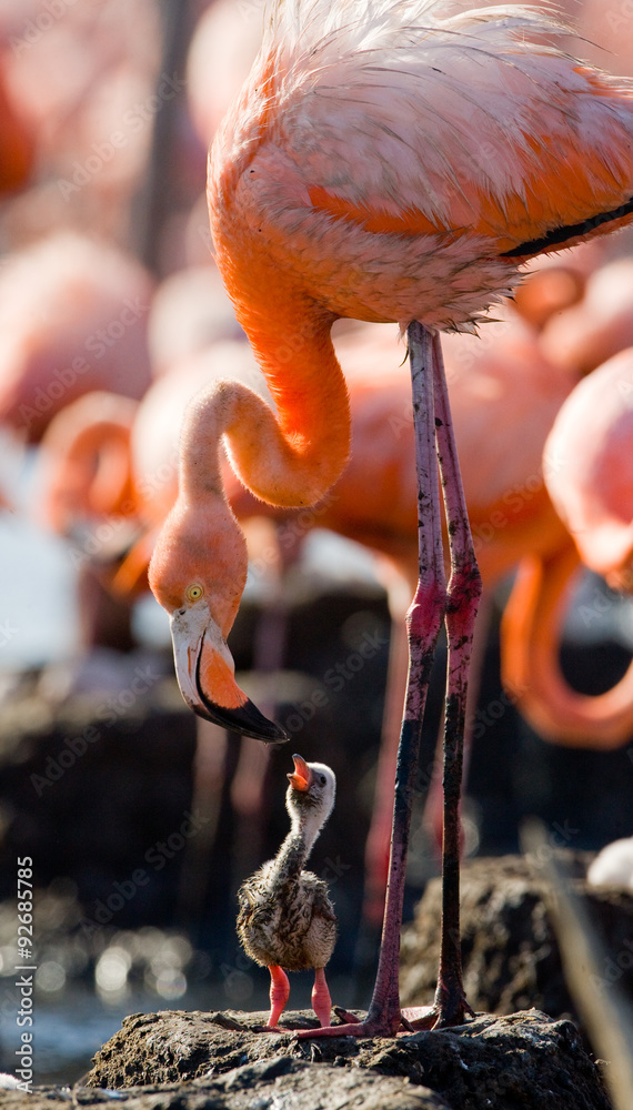 Fototapeta premium Caribbean flamingo on a nest with chicks. Cuba. An excellent illustration.